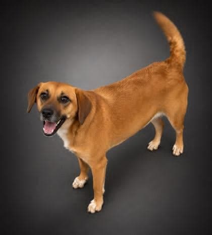 Callie