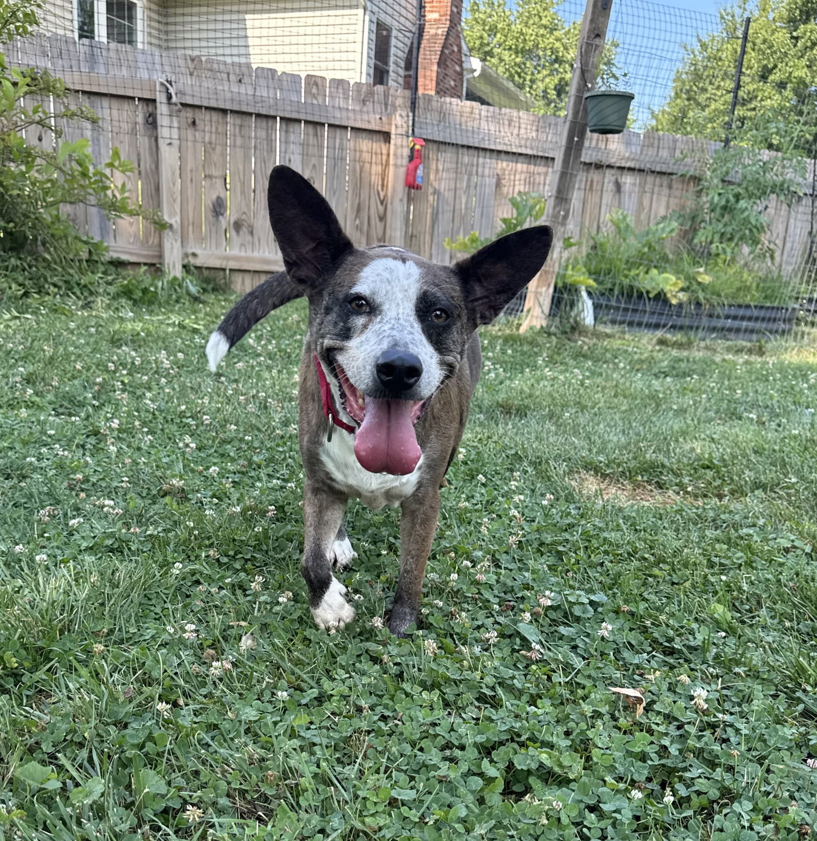 Leo - Cattle Dog