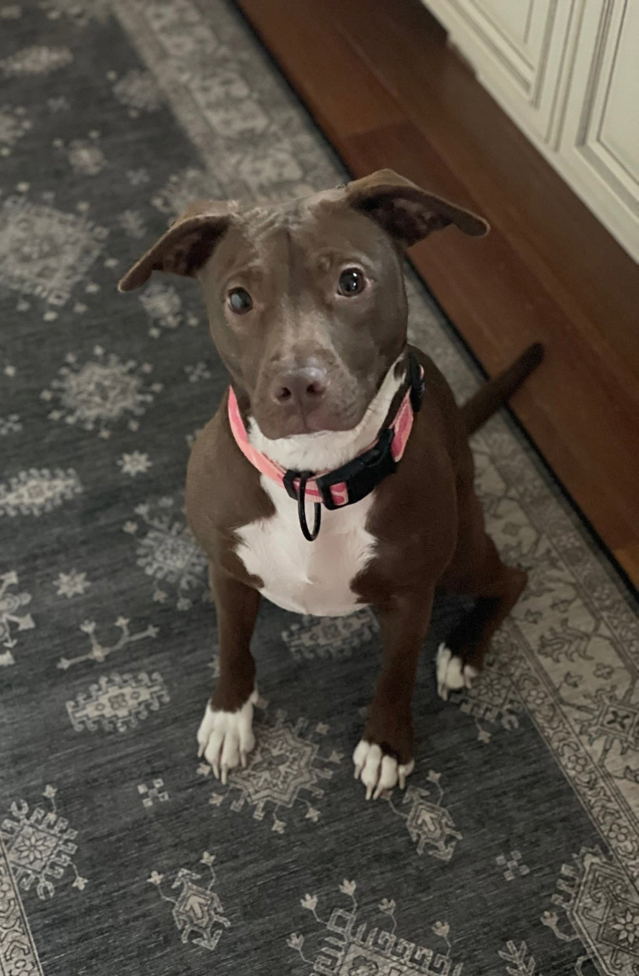 Reese - Terrier
