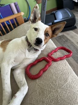Roscoe image 1
