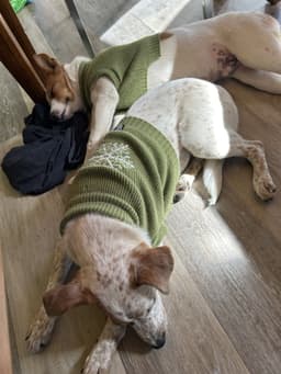 Roscoe image 4