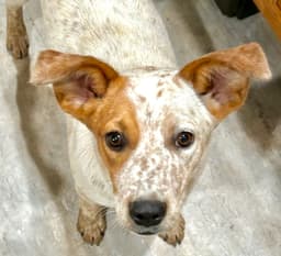 Lila image 1