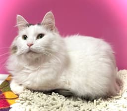 Mia image 2