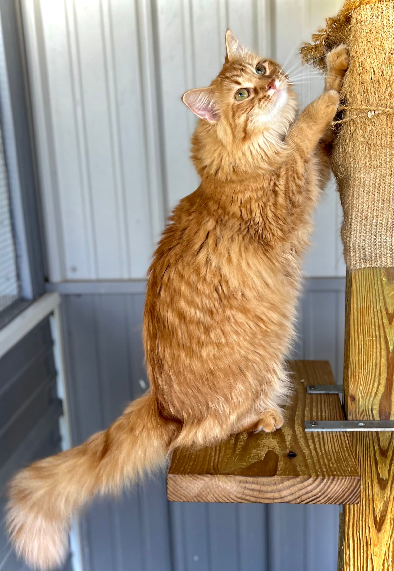 Garland - Domestic Long Hair
