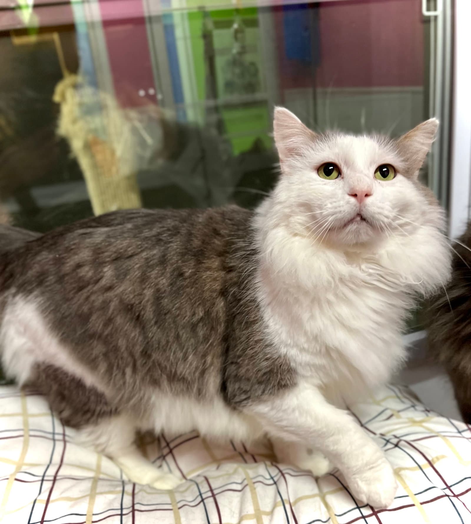 Klondike Bar - Domestic Long Hair