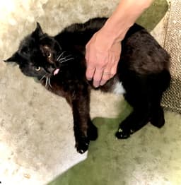 Wants Pets Please image 4