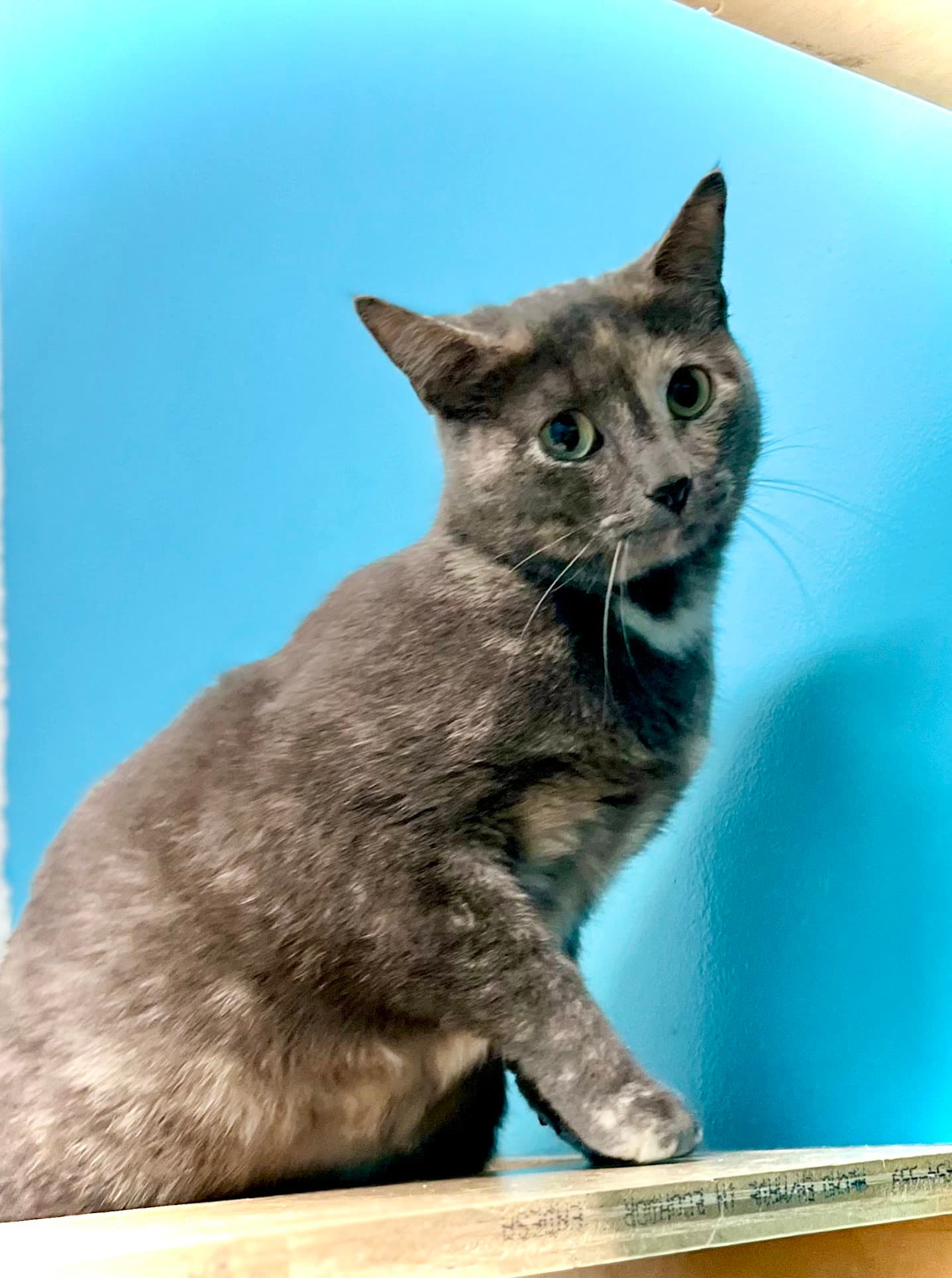 Suede - Domestic Short Hair