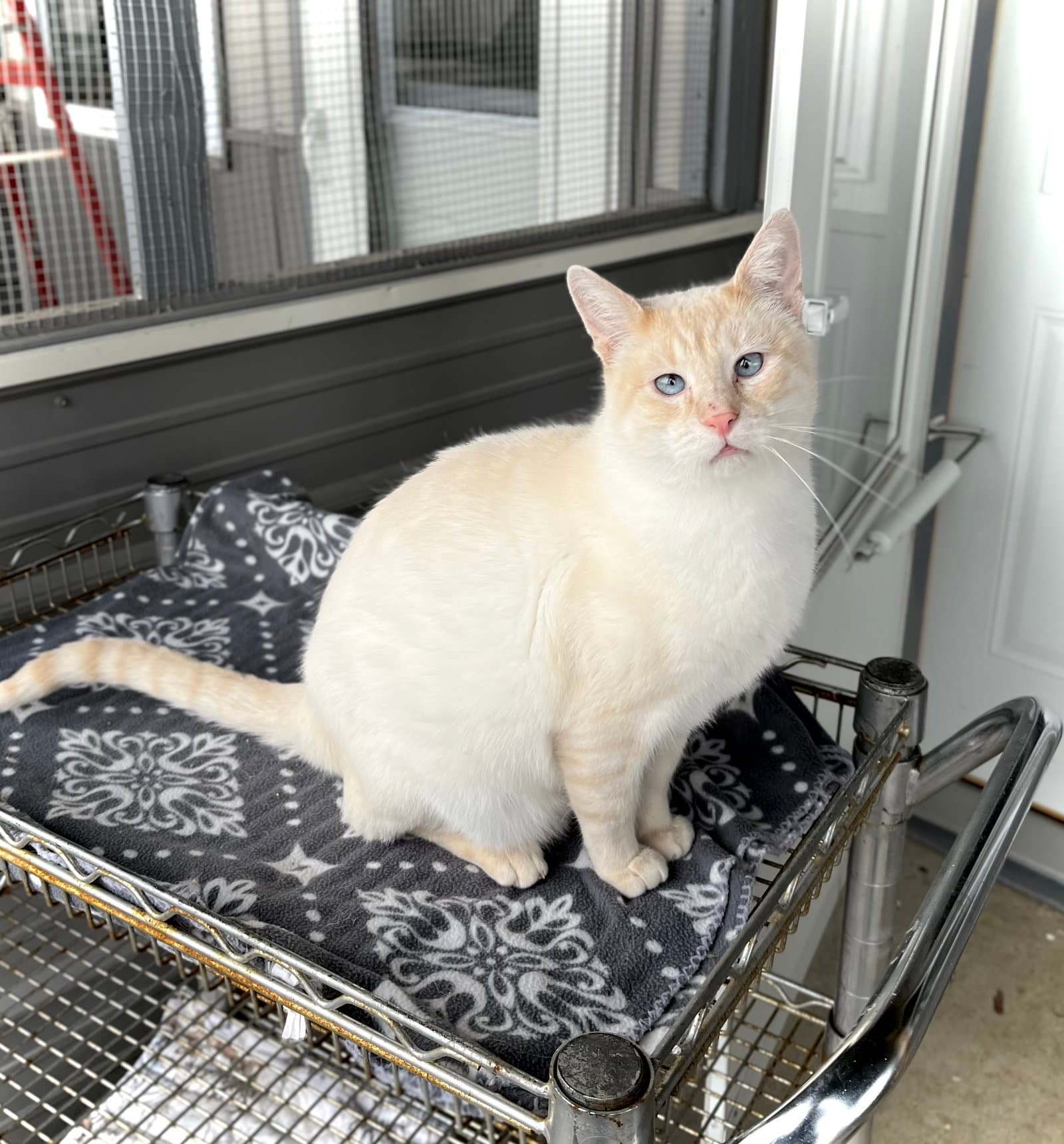 Bart - Domestic Short Hair