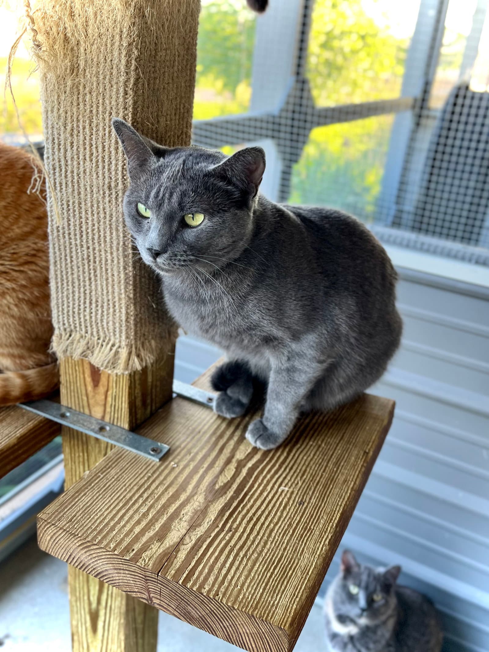Tripoli - Russian Blue