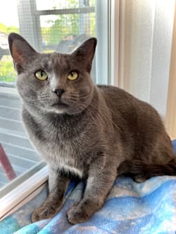 Tripoli image 2
