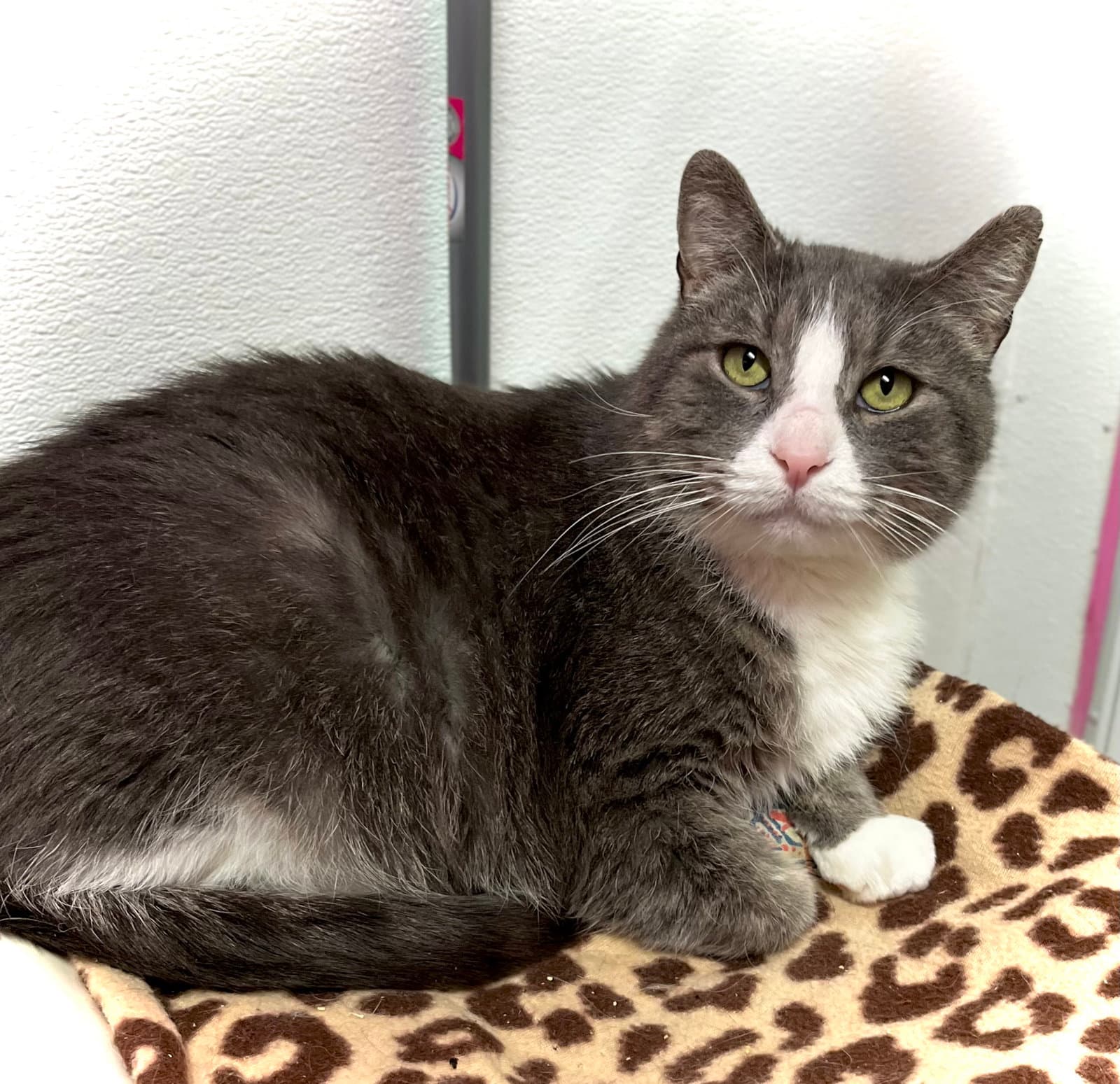 Jack - Domestic Short Hair