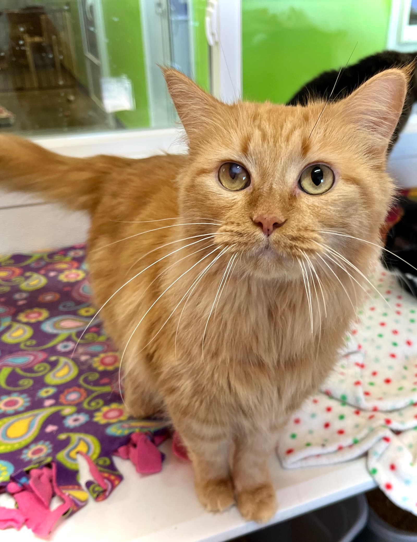 Jane Coldren - Domestic Medium Hair