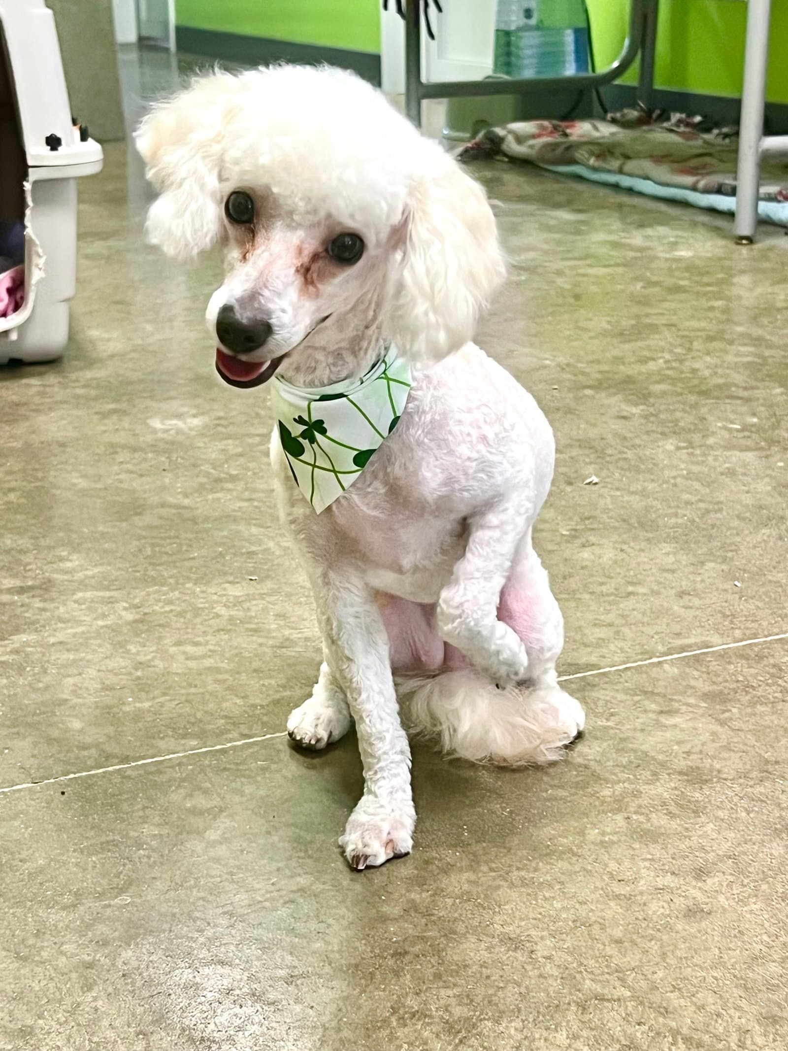 Frankie - Poodle (Miniature)