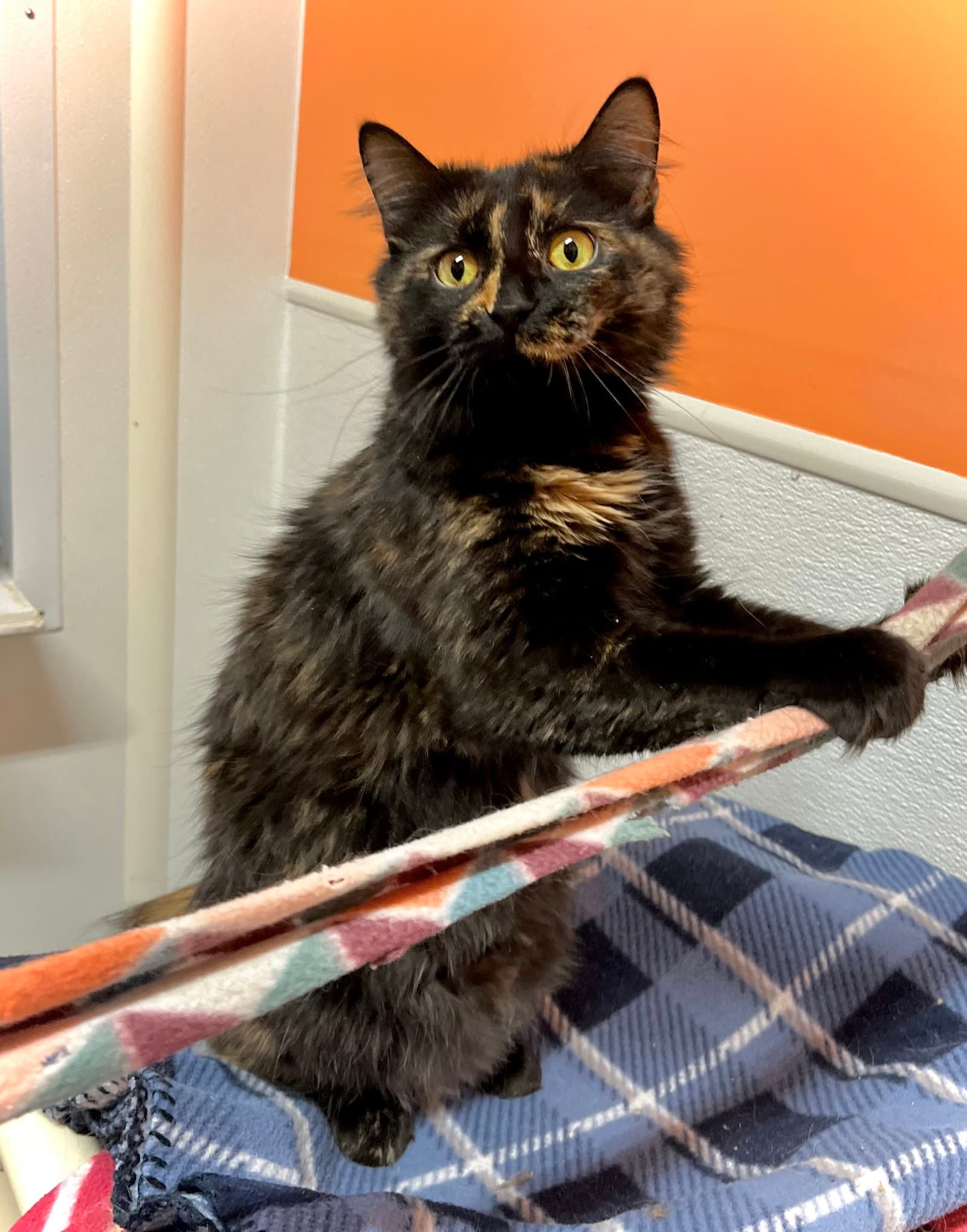Trinity - Domestic Medium Hair