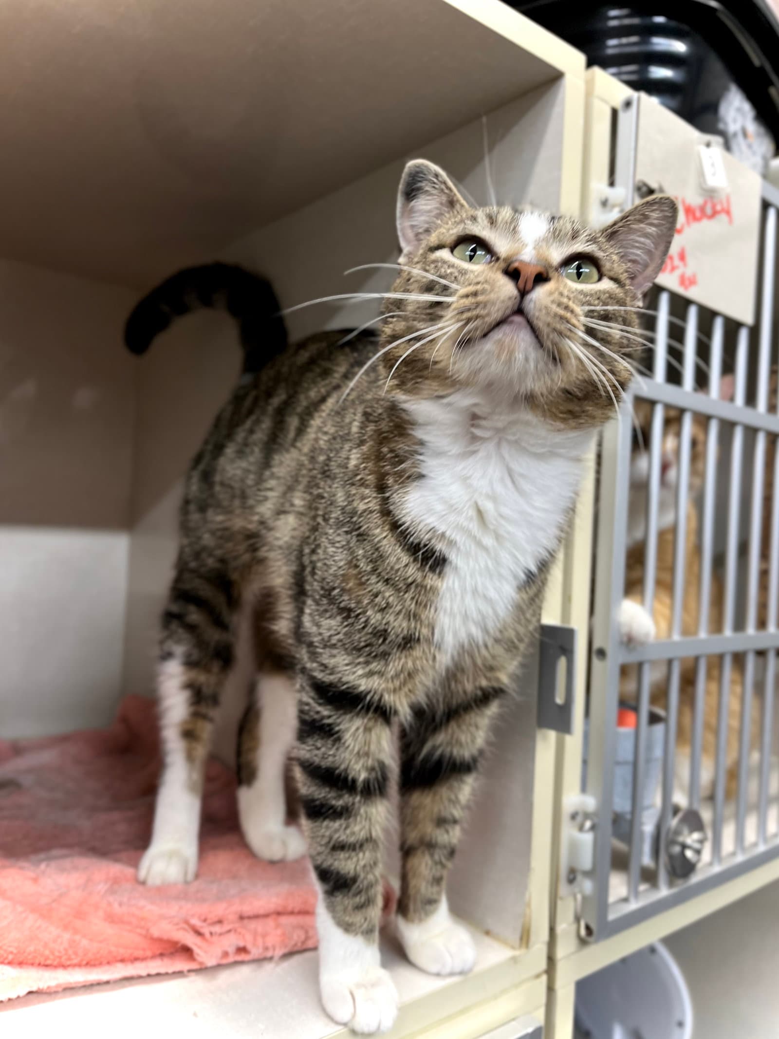 Brody - Domestic Short Hair