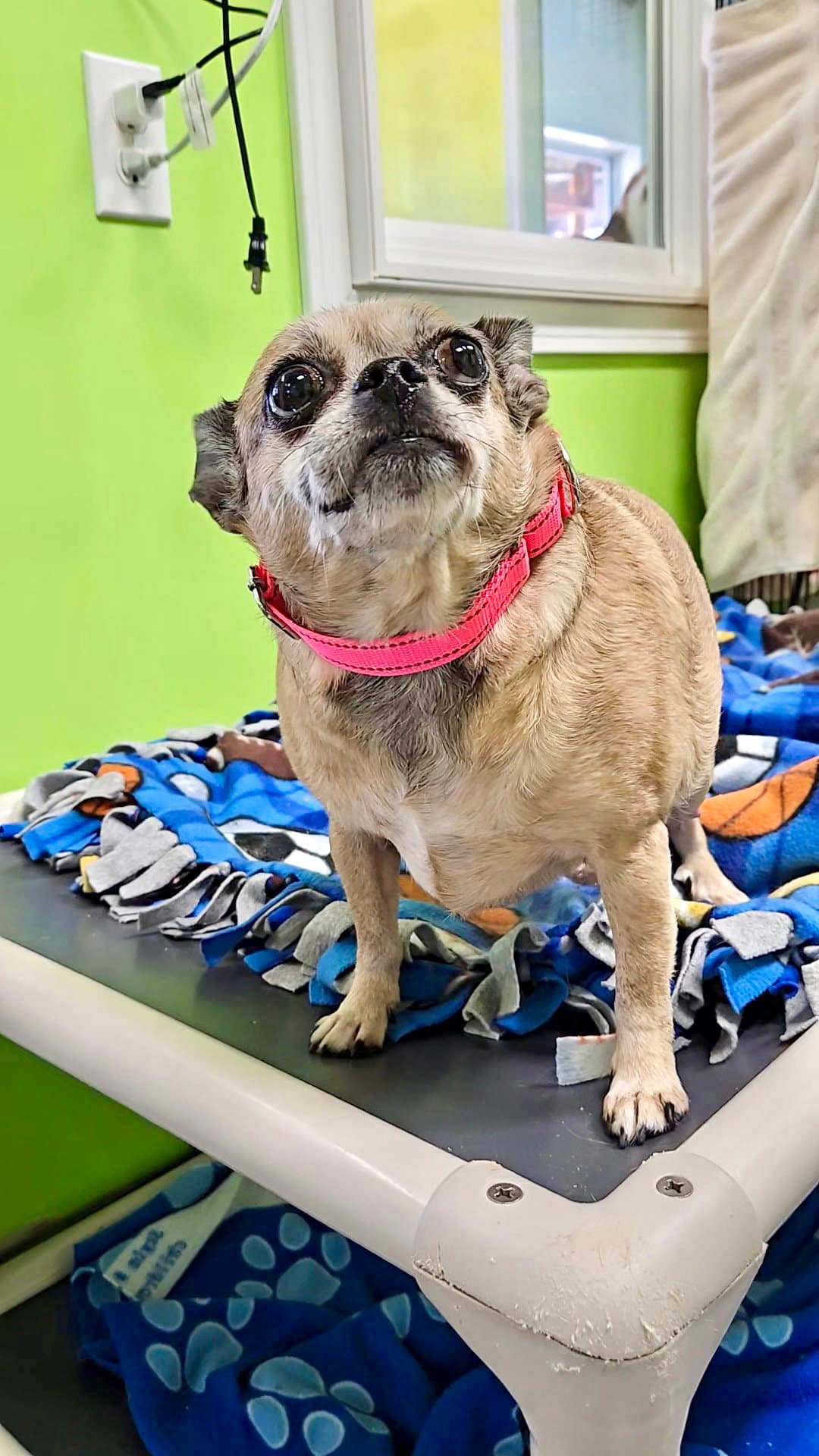 Bella - Chihuahua