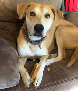 Tug image 1