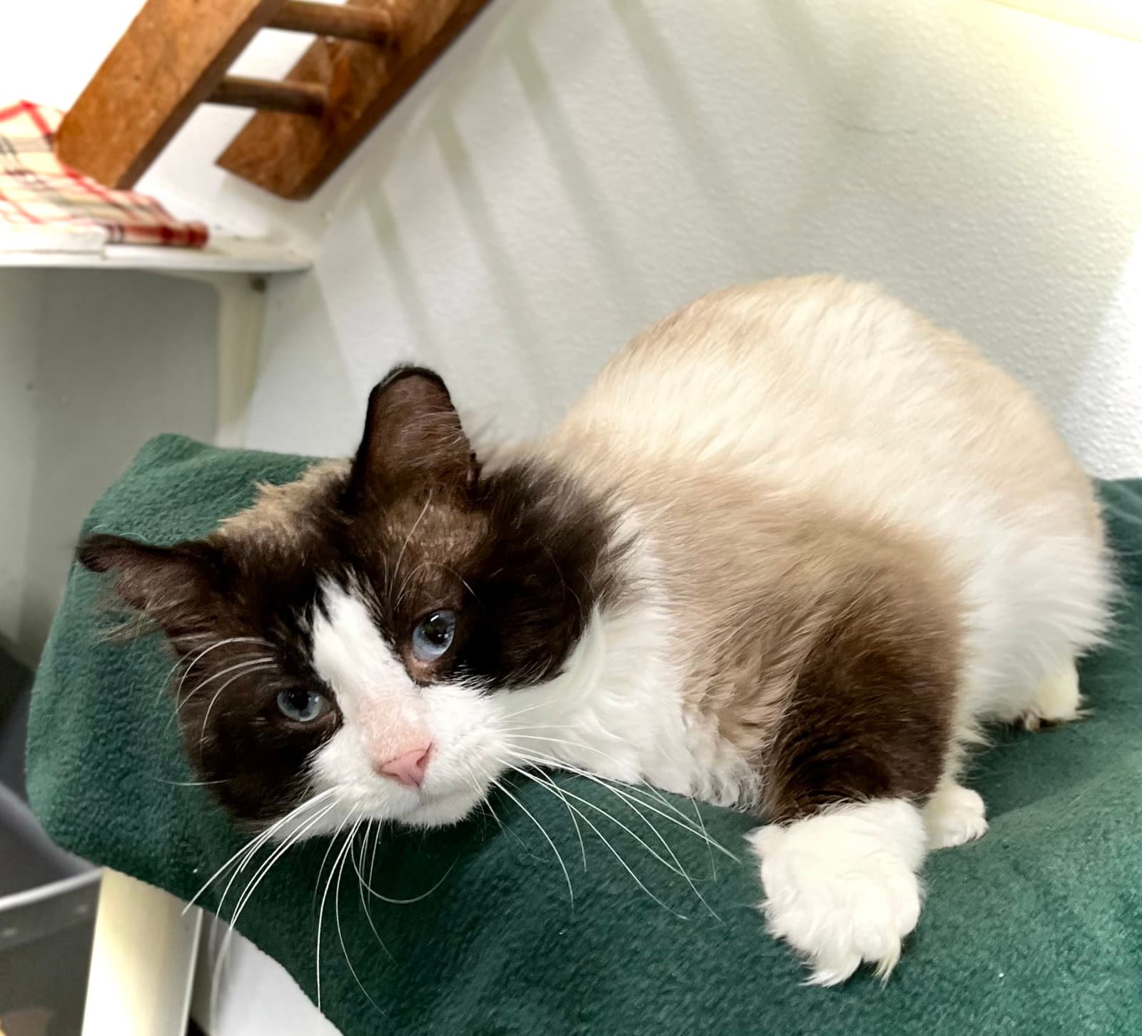 Clovis - Domestic Medium Hair
