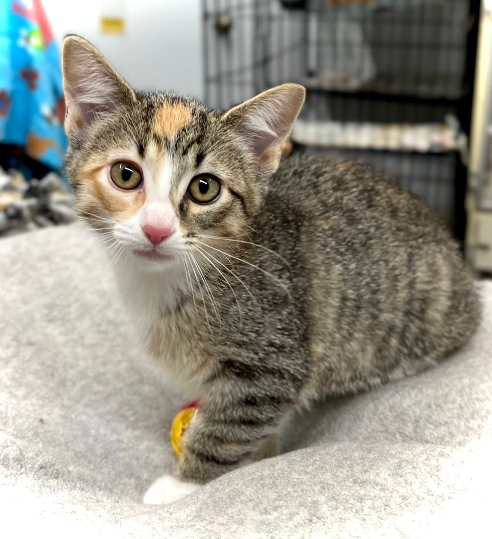 Golden Prize Melon - Domestic Short Hair