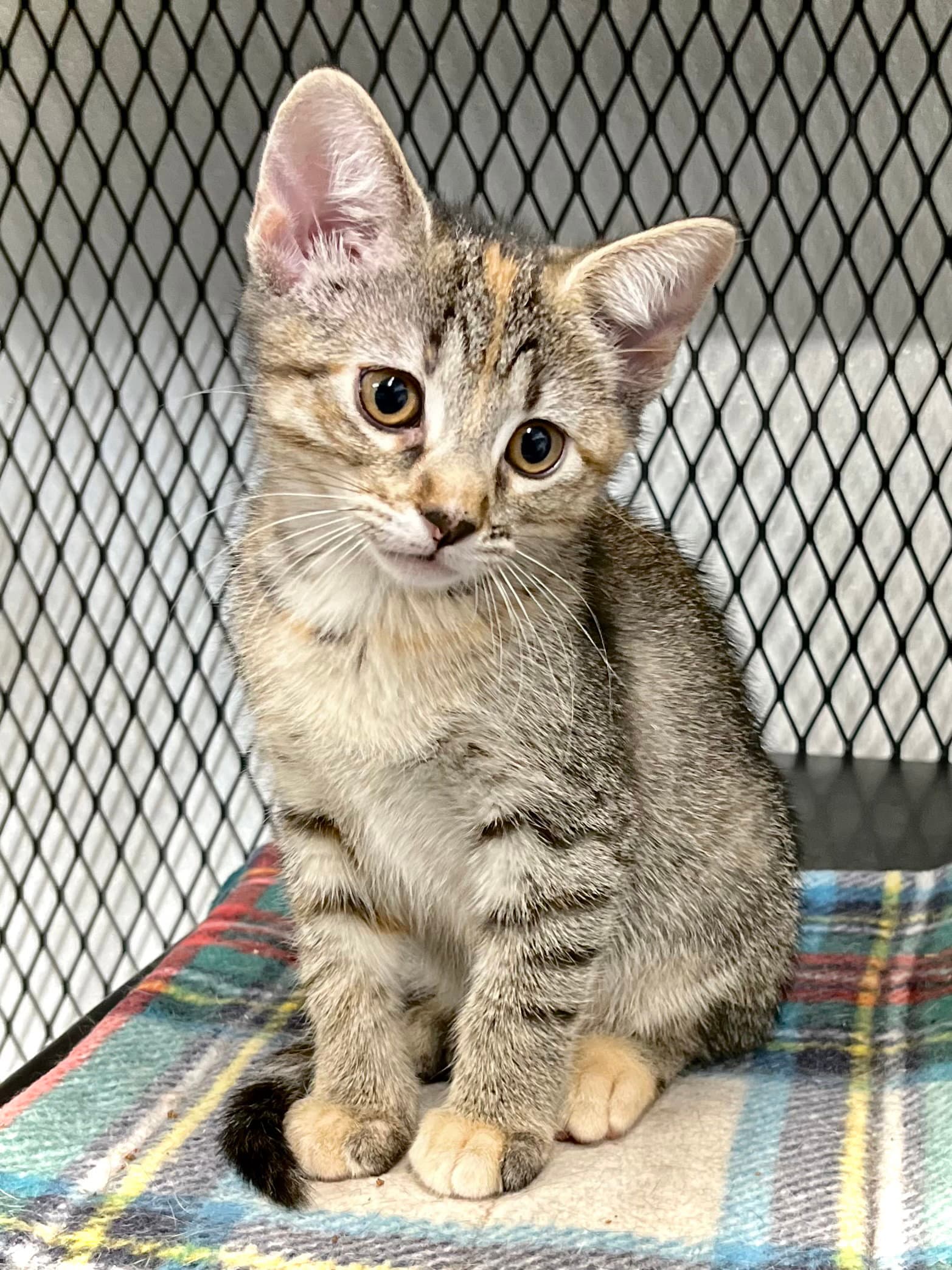Sugarbaby Watermelon - Domestic Short Hair