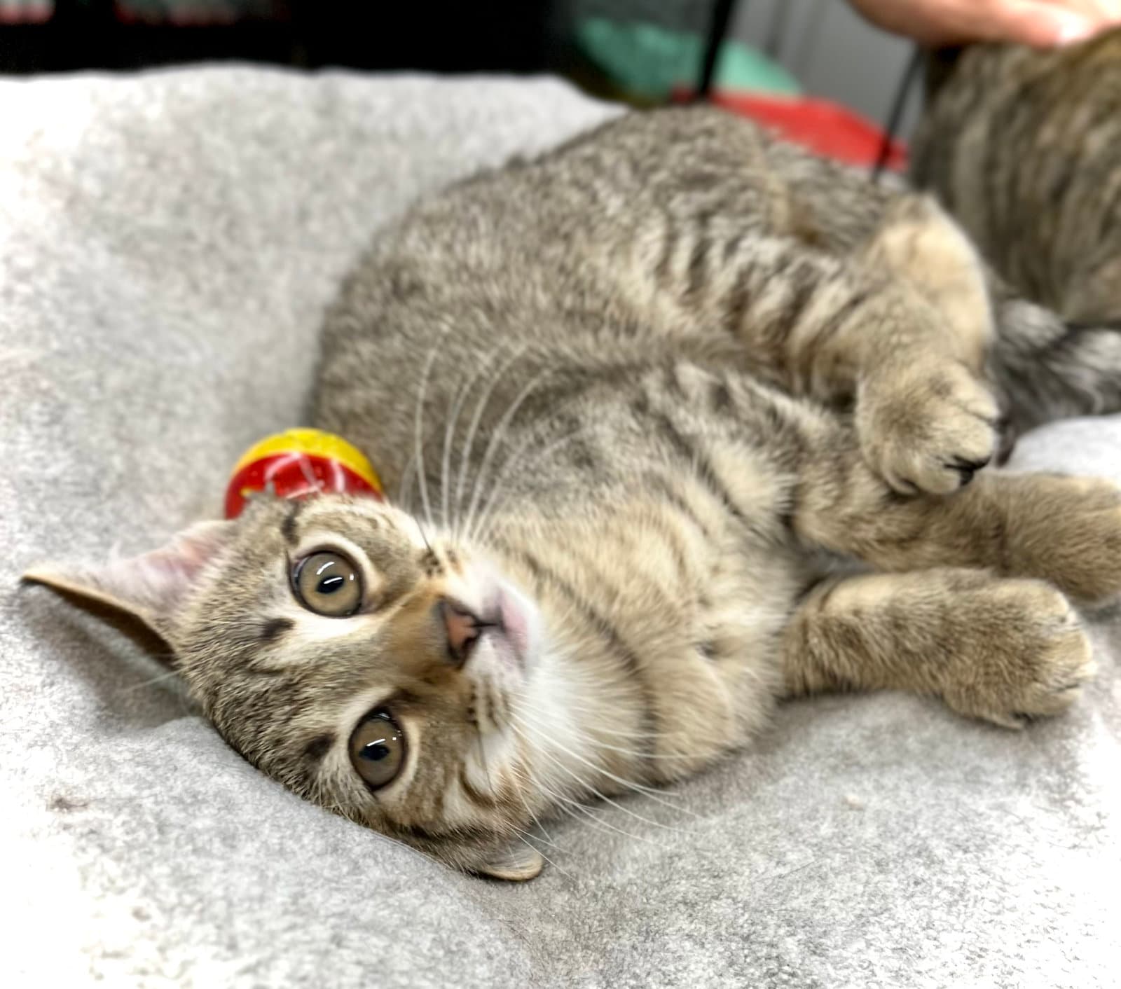 Ananas Melon - Domestic Short Hair