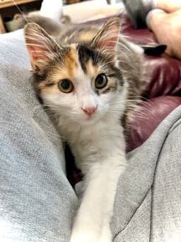 Mewly Cyrus image 1
