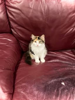 Mewly Cyrus image 2