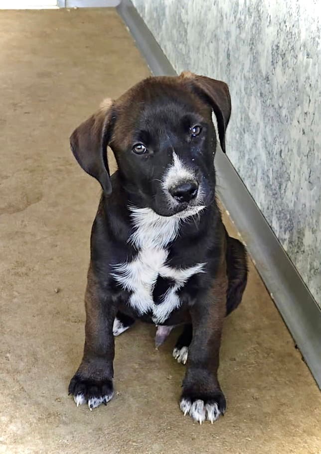 River - Pit Bull Terrier