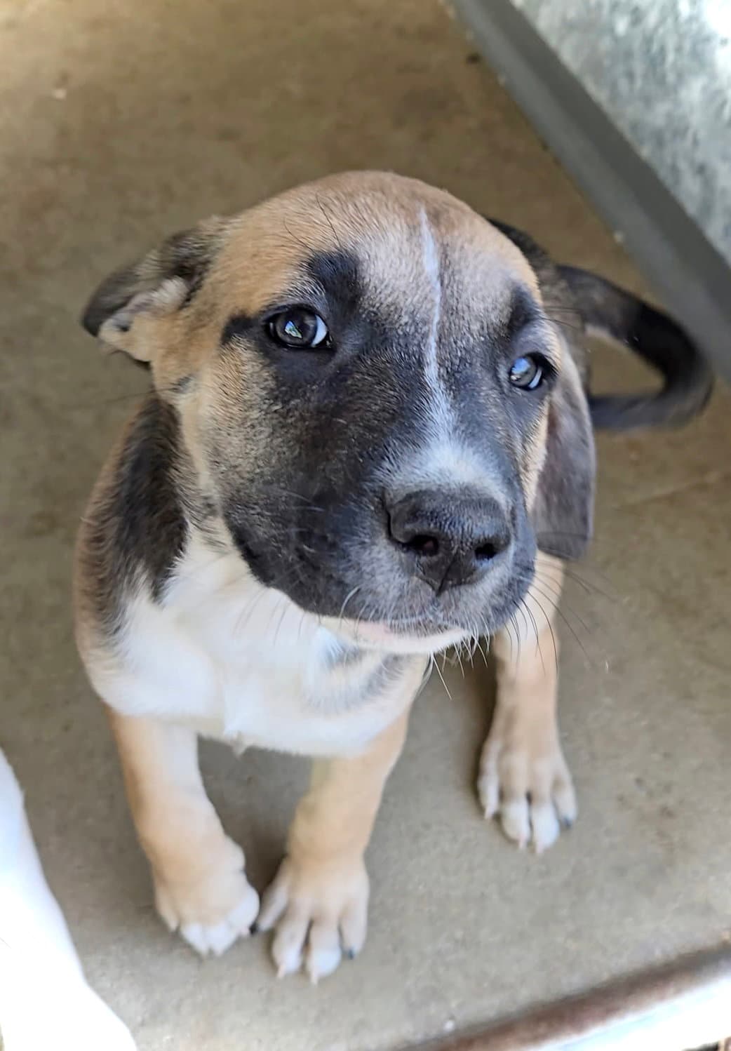 Saffron - Pit Bull Terrier
