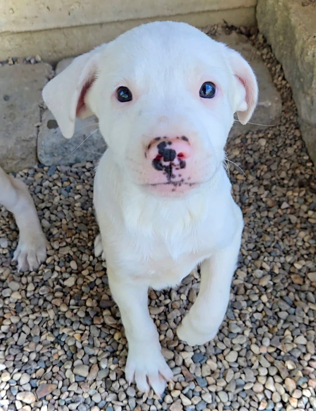 Badger - Pit Bull Terrier
