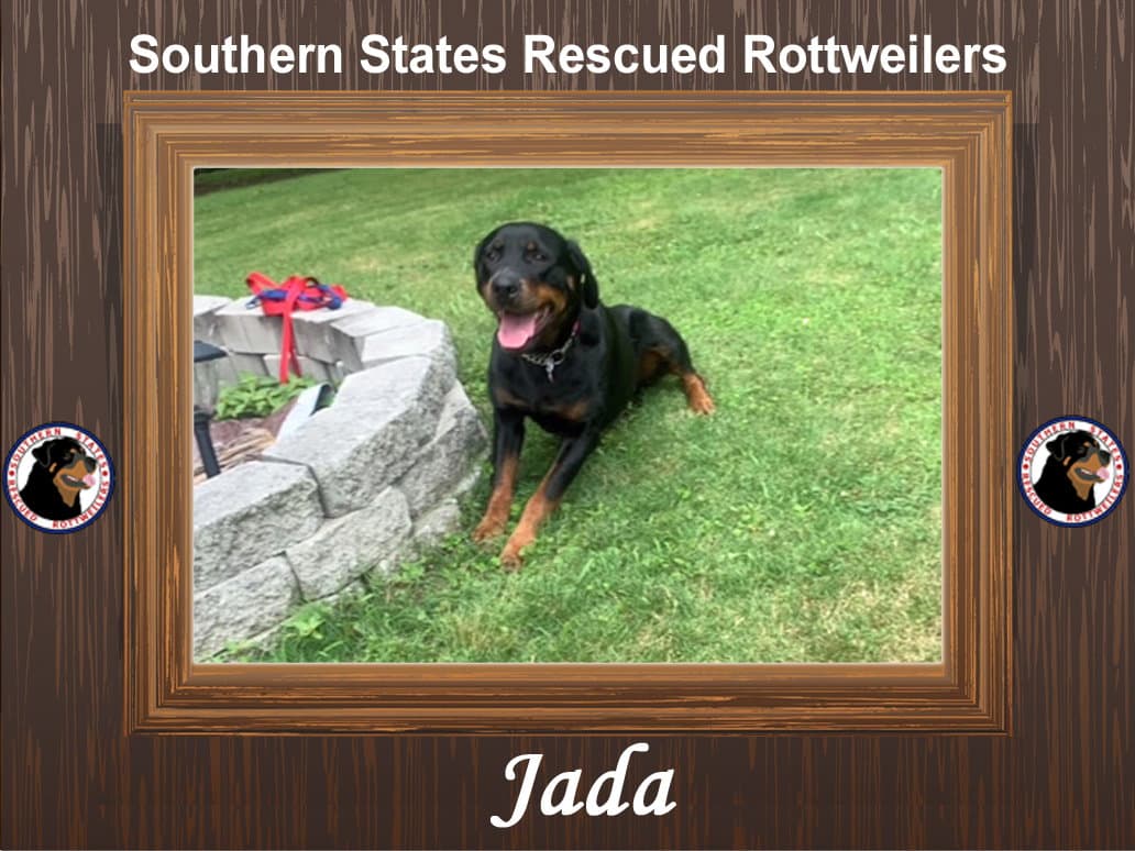 Jada - Rottweiler