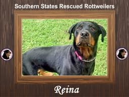 Reina image 1