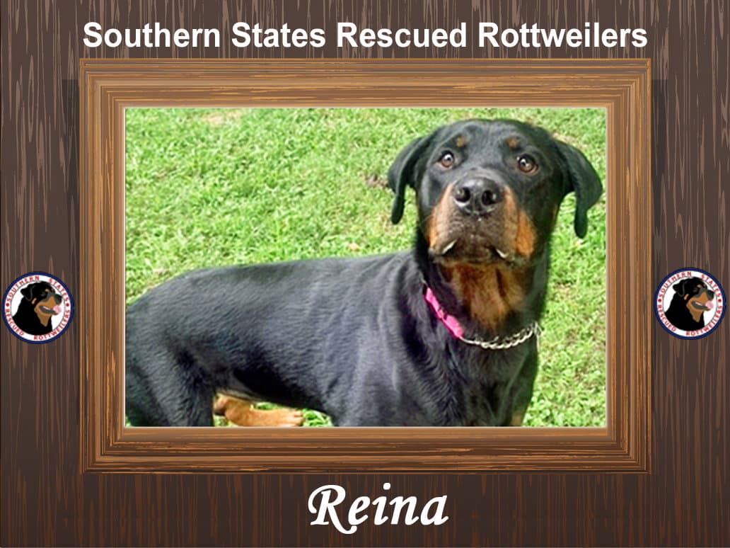 Reina - Rottweiler
