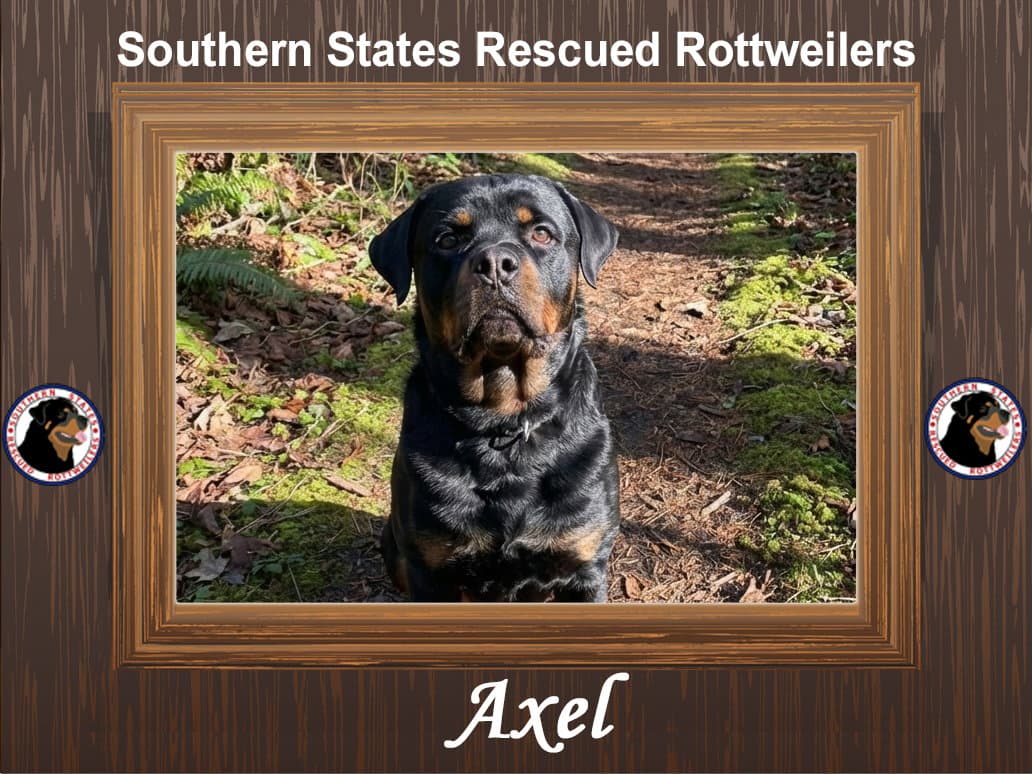 Axel - Rottweiler