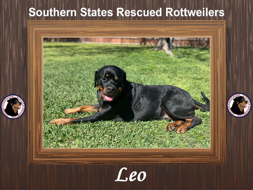 Leo - Rottweiler