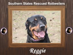Reggie image 1