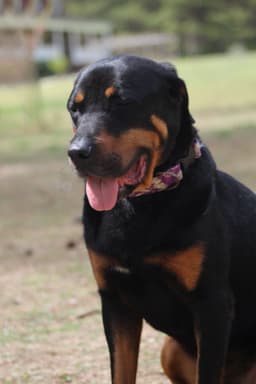 Reggie image 4