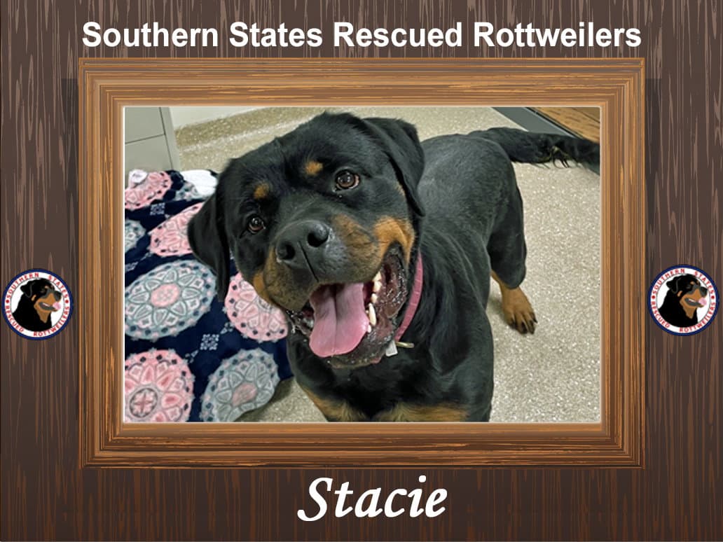 Stacie - Rottweiler