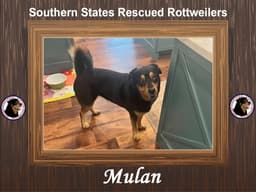 Mulan image 1