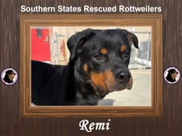 Remi image 1