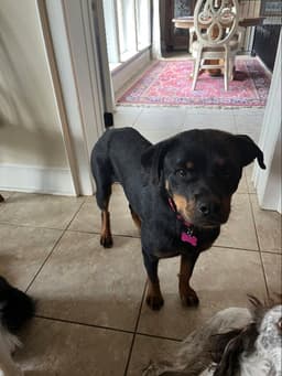 Remi image 4