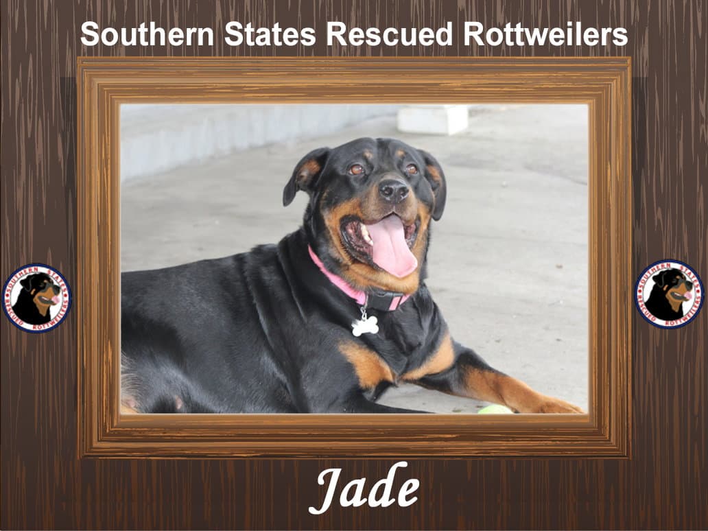 Jade - Rottweiler