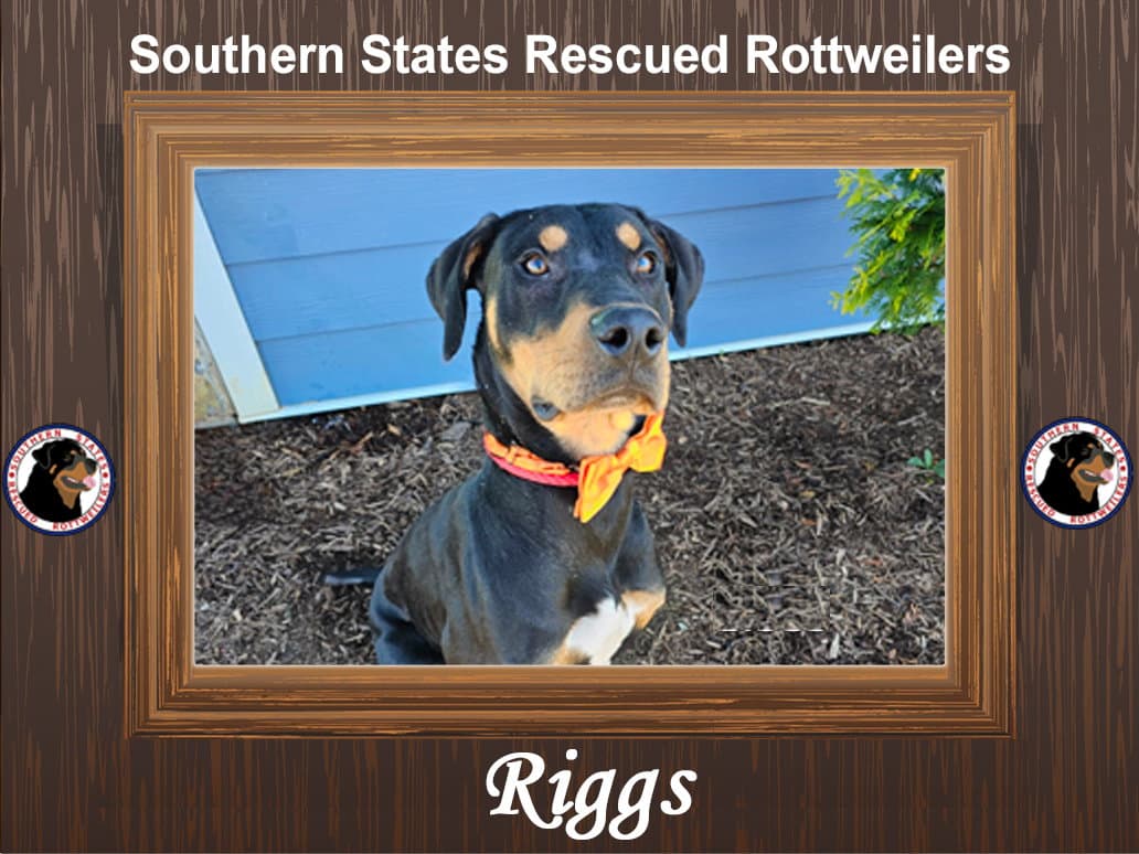 Riggs - Rottweiler
