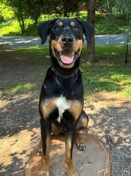 Riggs image 2
