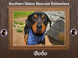 Bobo image 1