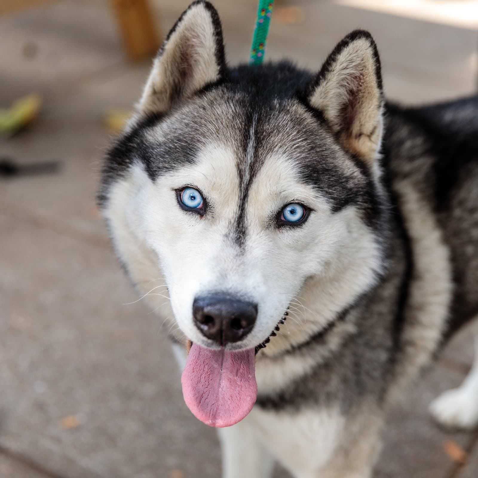 Fargo - Siberian Husky