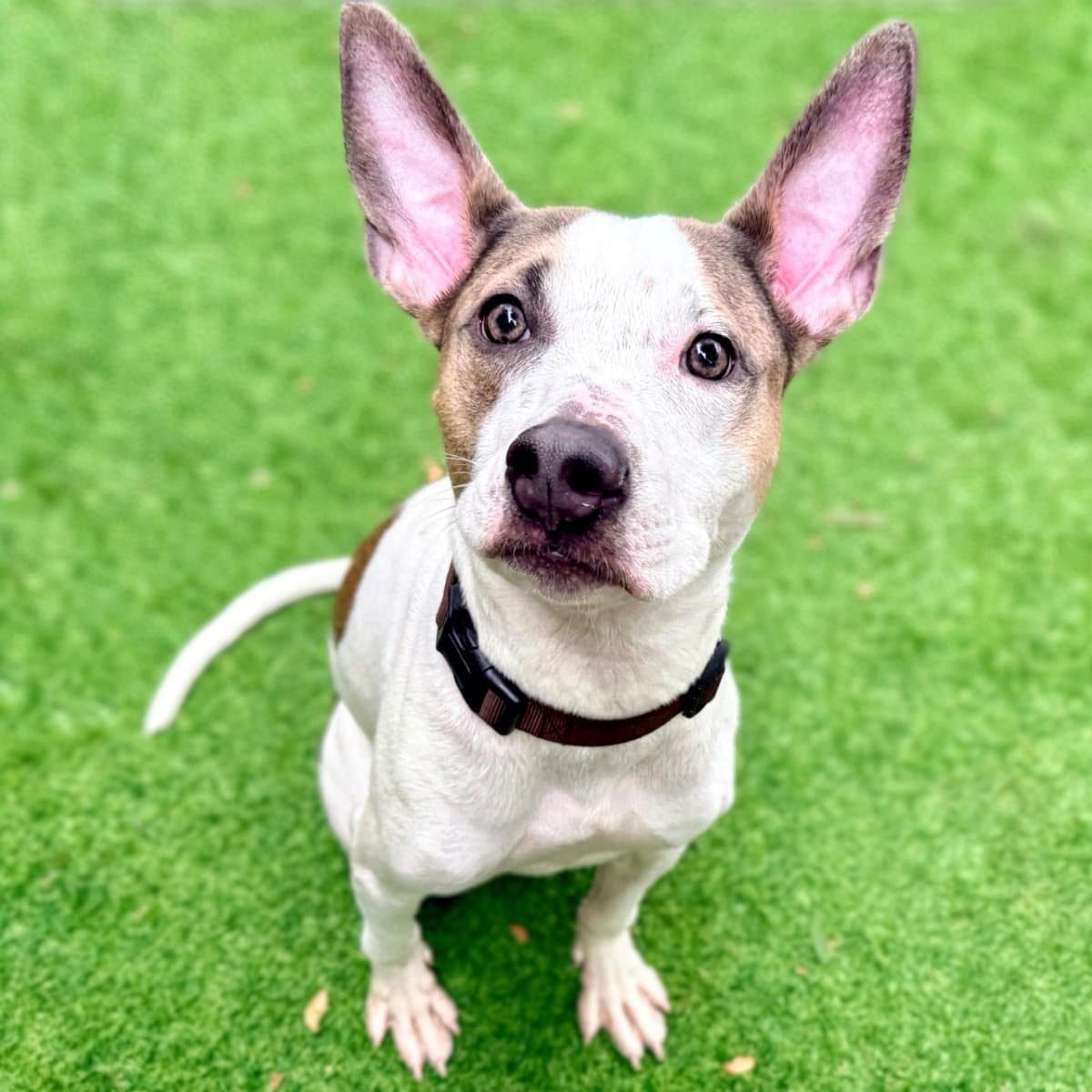 Frosted Flakes - Pit Bull Terrier