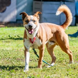 Archie image 3