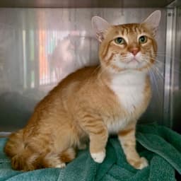 Canelo image 3