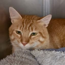 Canelo image 4